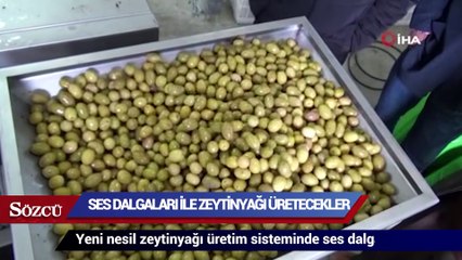 Ses dalgaları ile zeytin yağı üretecekler
