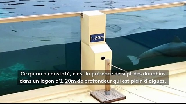 Les dauphins ne peuvent même pas plonger : une association porte plainte contre le parc Marineland