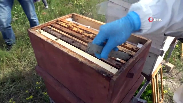 Tam bir şifa kaynağı olan arı sütü altınla yarışıyor...Kilosu tam 6 bin lira