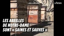 Les abeilles de Notre-Dame sont « saines et sauves »