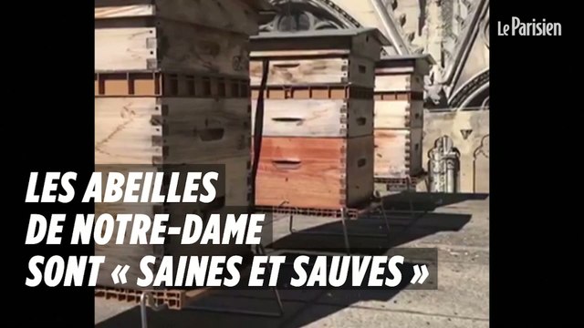 Les abeilles de Notre-Dame sont « saines et sauves »