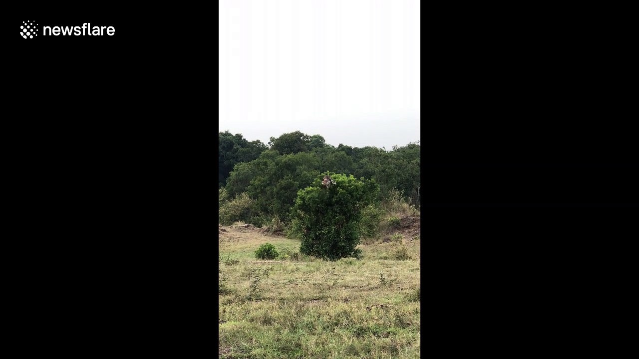 This giraffe's body scratch will make you laugh non-stop