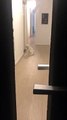 Human's best friend! Dog waits patiently for his owners to come home