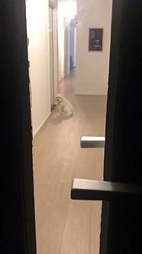 Human's best friend! Dog waits patiently for his owners to come home