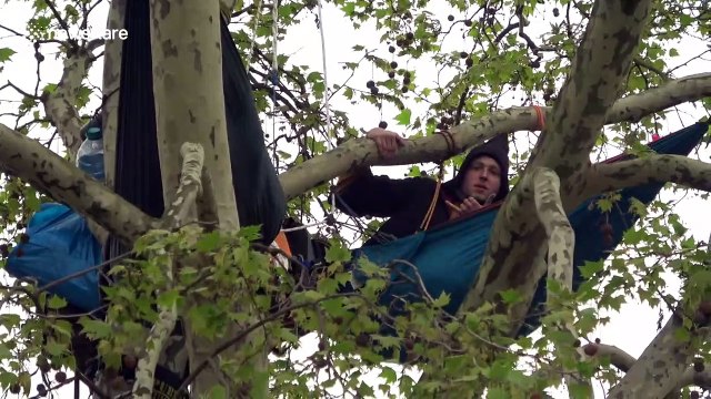 Defiant Extinction Rebellion protesters remain in trees above Parliament Square