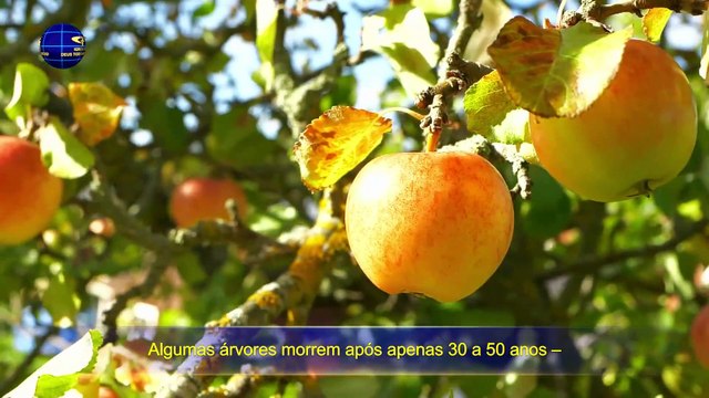 A voz de Deus O Próprio Deus, o Único IX Deus é a fonte da vida para todas as coisas (III) Parte 3