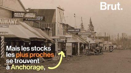 Les chiens "héros" de la course au sérum de 1925