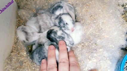 Cute baby rabbits - from birth to 14 days old