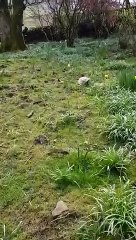 Une poule cache des poussins