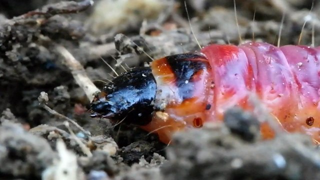 Insectes ver coccinelle araignée chenille