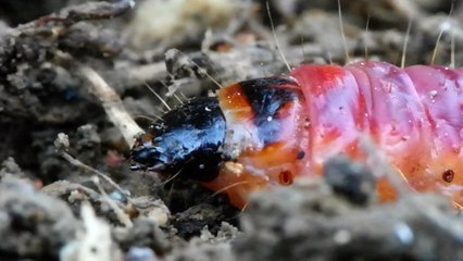 Insectes ver coccinelle araignée chenille