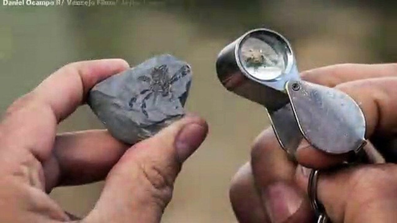 Callichimaera Perplexa: Bizarre 'Platypus Of The Crab World' Discovered From 95 Million Years Ago