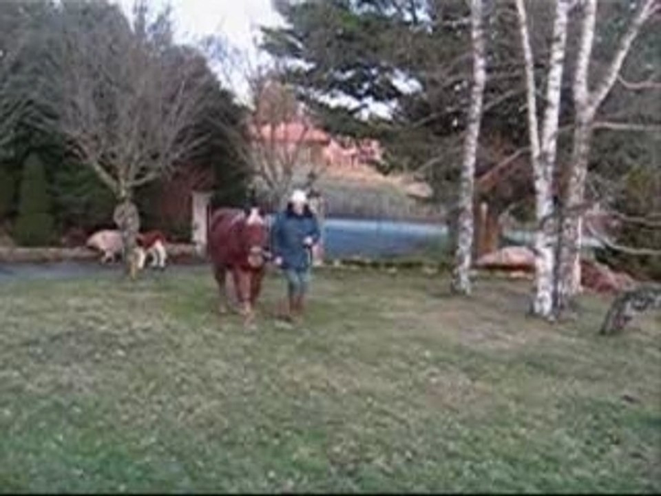 DRESSAGE DE TANGO