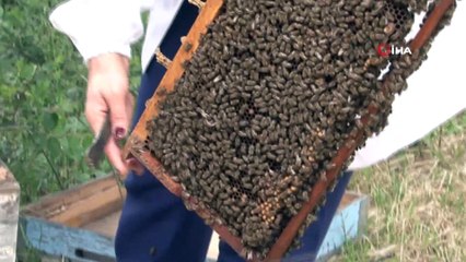 'Arı ölümlerinin nedeni iklim değişikliği değil, bilinçsiz ilaçlama'