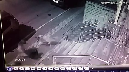 قطة تلقن 6 كلاب درس حاولوا الانقضاض عليها