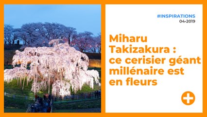 Miharu Takizakura : ce cerisier géant millénaire est en fleurs