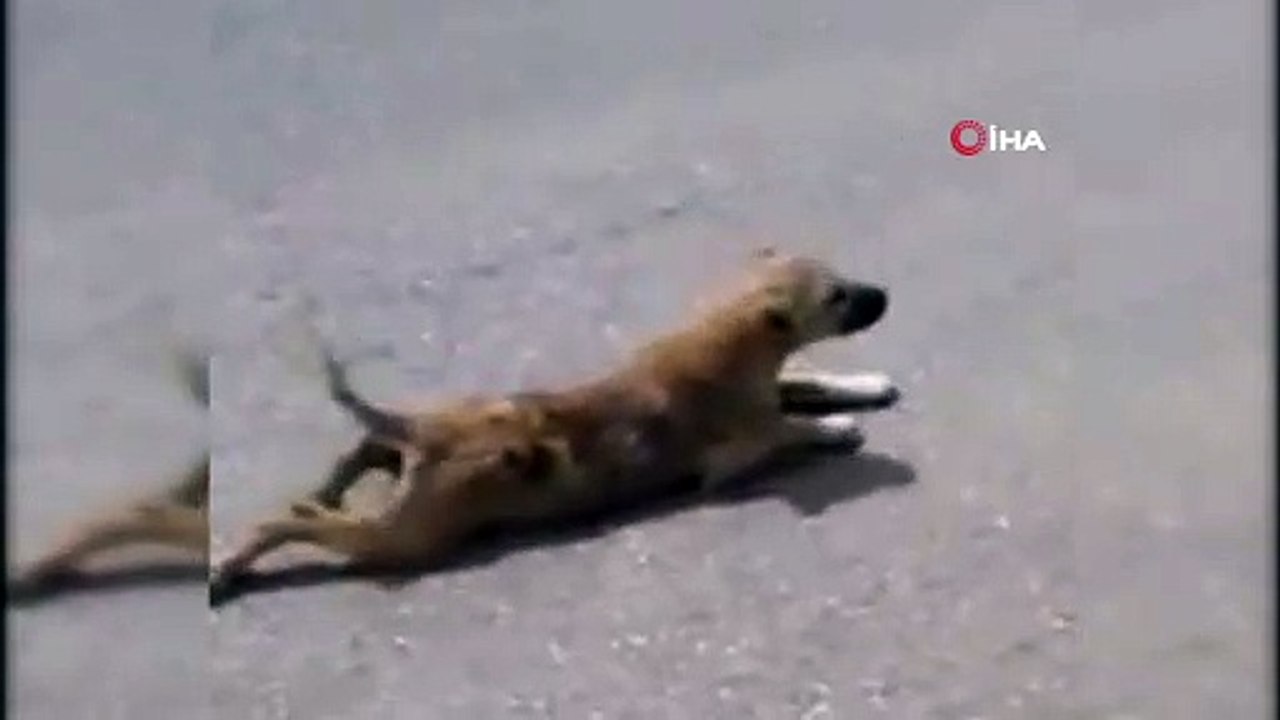 Sakat taklidi yapan köpek görenleri şaşırttı