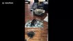 Pick on someone your own size! Small dog tries to attack vacuum cleaner