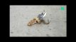 Un serpent dévore un pigeon en pleine rue à Londres