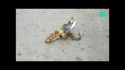 Un serpent dévore un pigeon en pleine rue à Londres