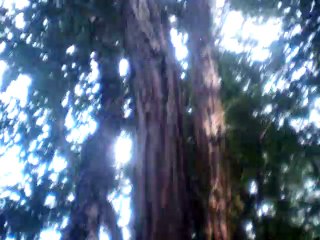 Beriozka bereza береза Береза