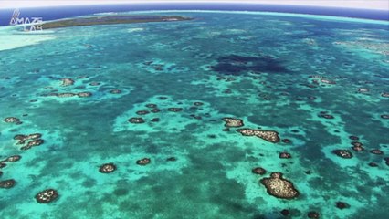 Have We Finally Solved The Riddle Of Coral Reef Halos?