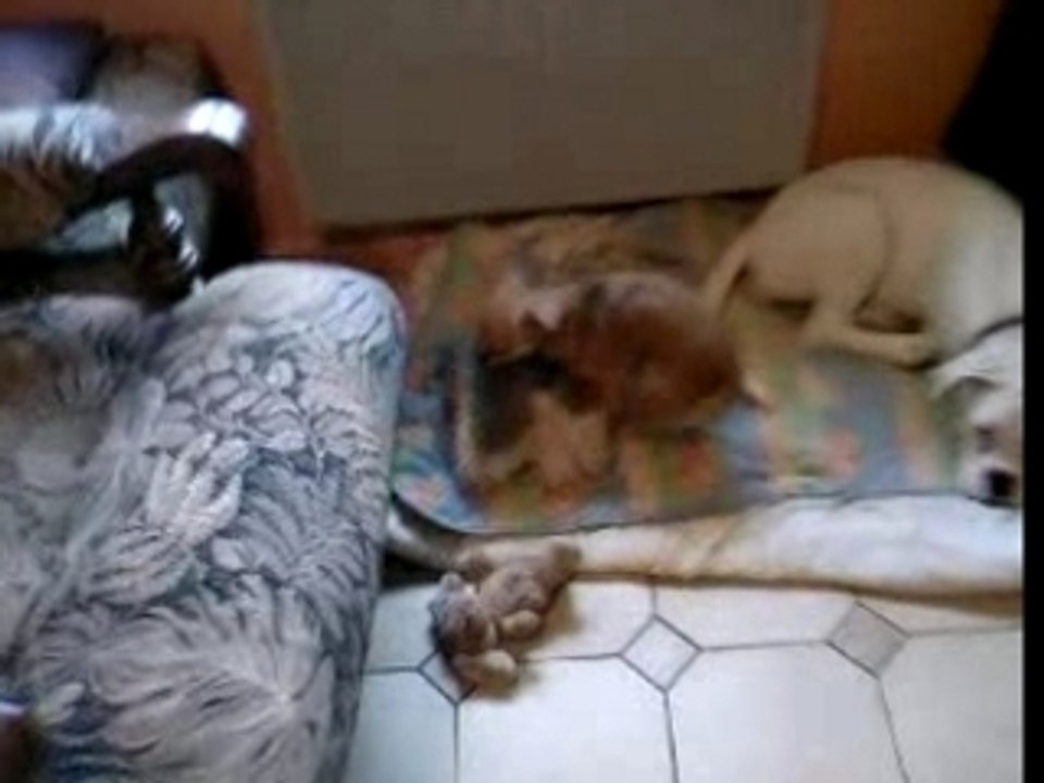 les peluches c bien , pas besoin de preservatif !!!!