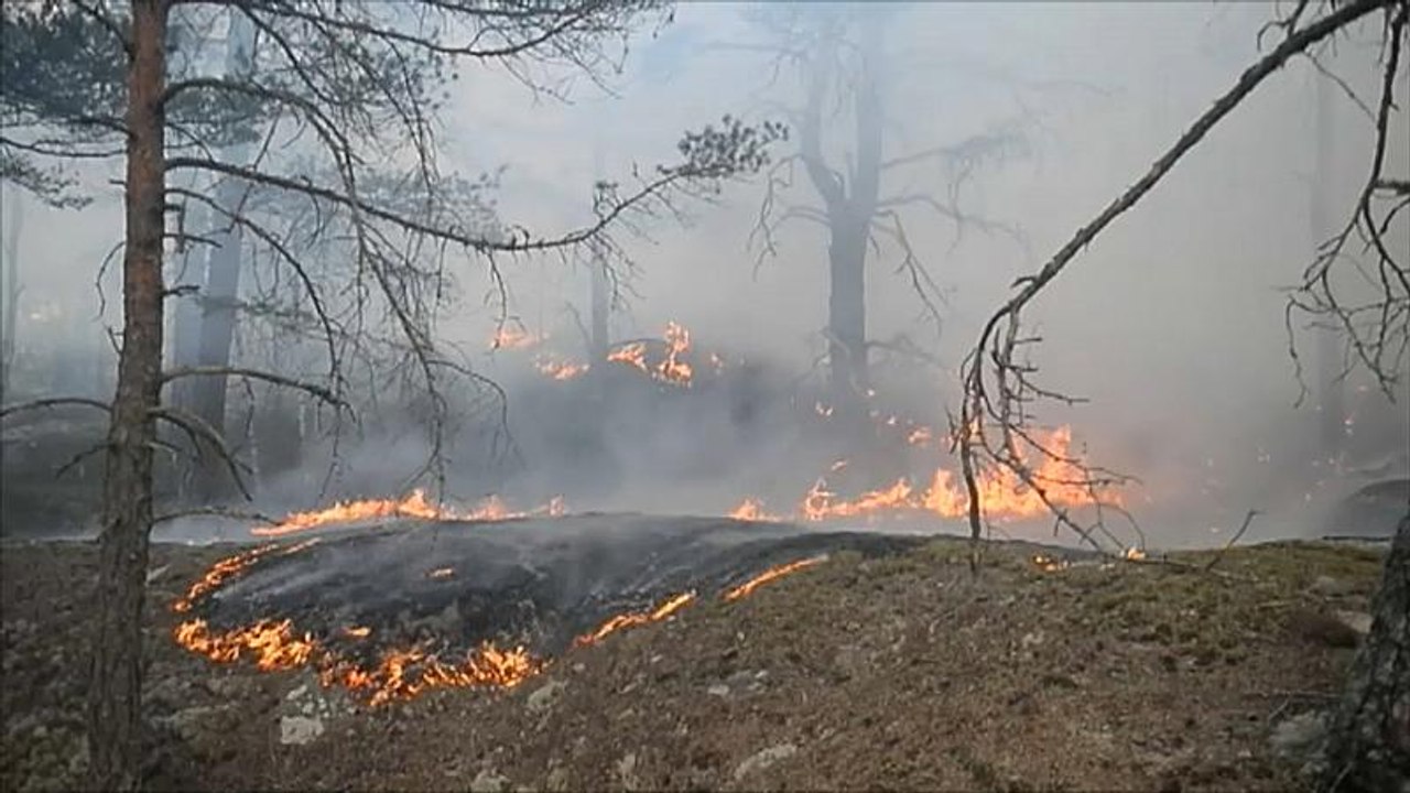 Kommt der Dürresommer? Wald- und Flächenbrände in Europa und Sibirien