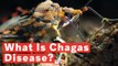 What Is Chagas Disease, Serious Illness Transferred By Blood-Sucking Insect?