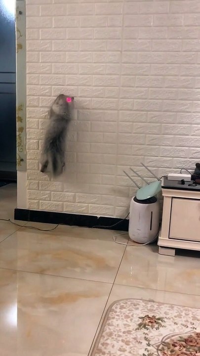 Amazing cat!Climbing on the wall.