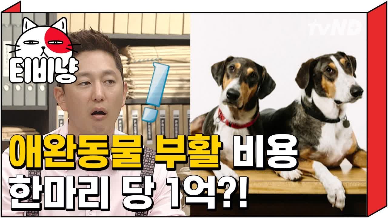 [티비냥] '1억'이면 무지개 다리 건넌 반려견을 부활시킬 수 있다.│프리한19 16...