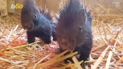 Watch These Adorable Baby Porcupine Twins Live Their Best Lives