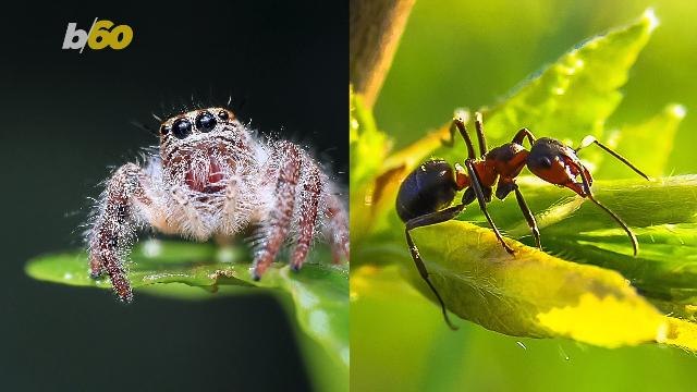 Spidey-Sense! Watching Small Clips of Spider-Man or Ant-Man Could Lower Spider & Ant Phobias: Study
