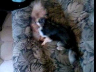 bataille au corp a corp