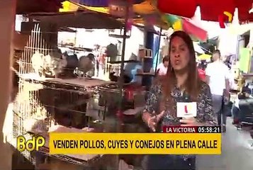 La Victoria: animales de corral son vendidos de manera ilegal