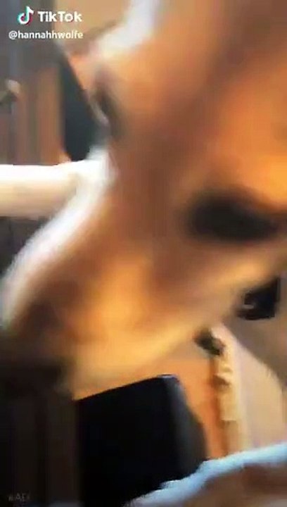 Ce chien joue du piano et chante en même temps
