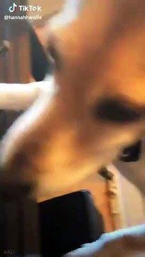 Ce chien joue du piano et chante en même temps