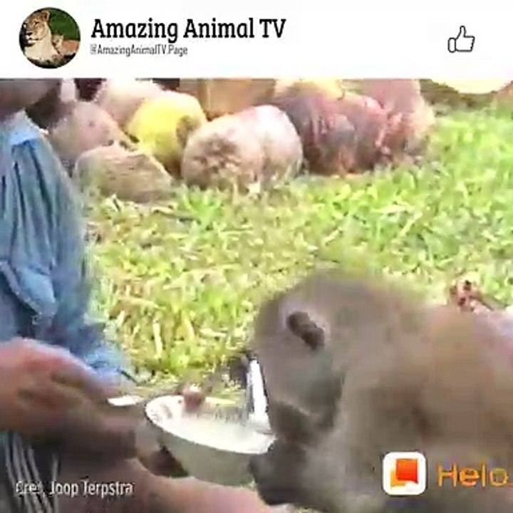 Funny monkey
