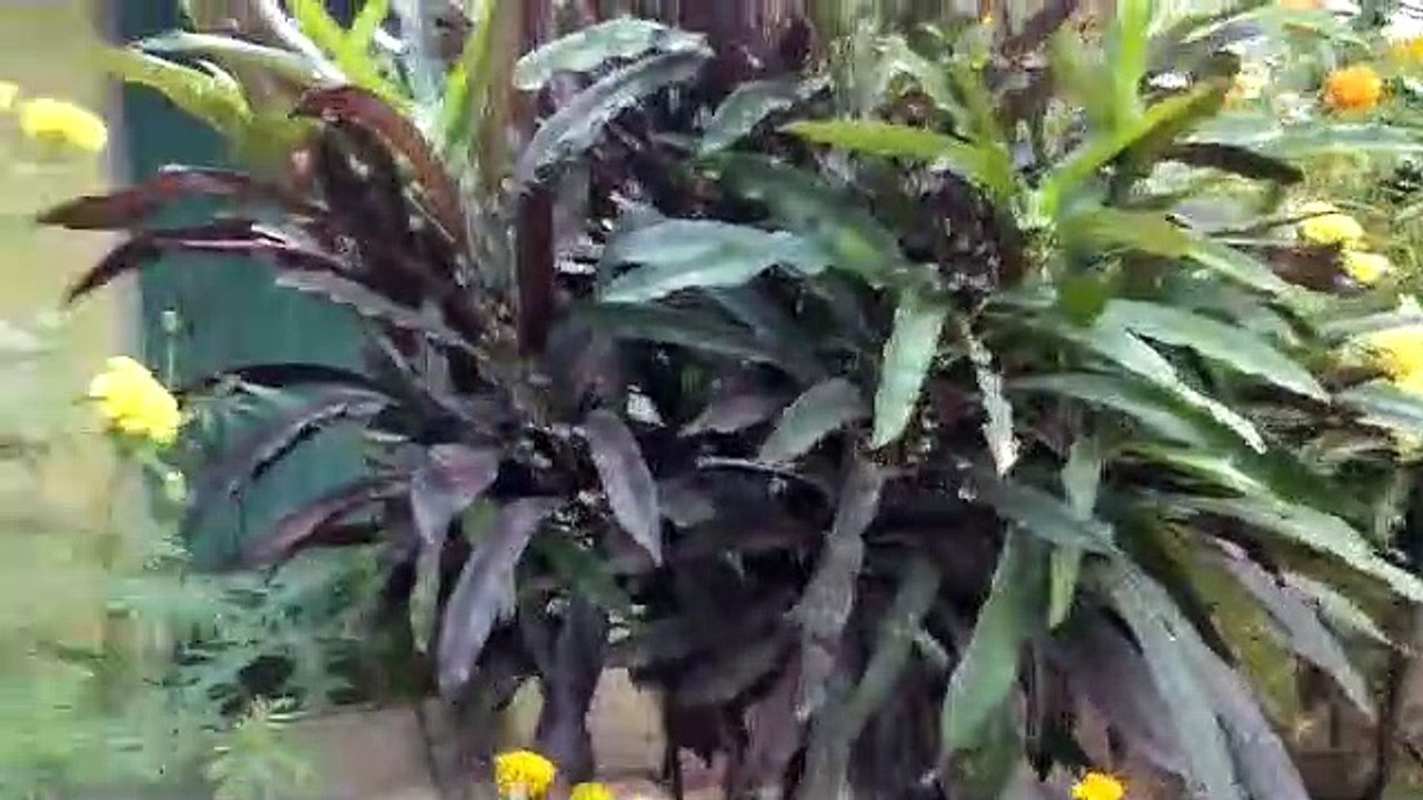 roogtop Gardens at an ARTV user