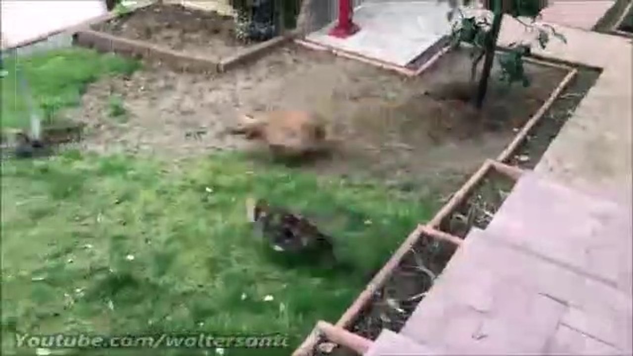 Ces chats font de très bons chiens de garde... Efficace