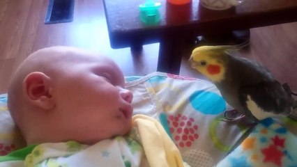 Ce perroquet vient faire un bisou à un bébé... adorable