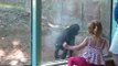 Cette fillette et ce bébé gorille jouent comme des petits fous