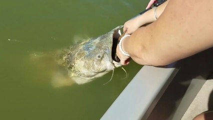 Un poisson chat trop gourmand se retrouve avec une tortue coincée dans la bouche