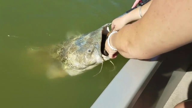 Un poisson chat trop gourmand se retrouve avec une tortue coincée dans la bouche
