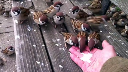 Il nourrit des dizaines d'oiseaux pas très timides... Adorable