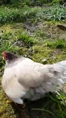 Cette poule cache quelque chose... Regardez