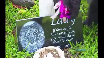 T4|Amistades|Insolitas|Ep3|Heroe Gatuno