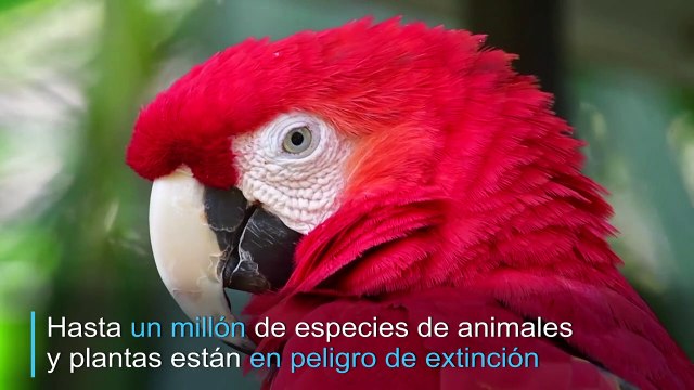 Hasta un millón de especies podrían verse amenazadas, alerta ONU