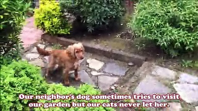 Chats de garde vs Chien du voisin