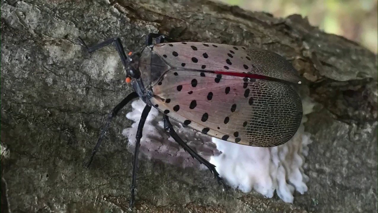 Le fulgore tacheté un insecte ravageur et envahissant pourrait faire son apparition au Québec